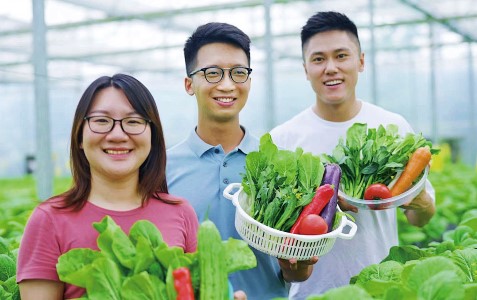 90後港青羅偉特（右）、梁立鋒（中）、譚慧敏（左）在江門創業做魚菜共生農耕。