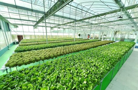 魚菜共生是一種生態循環農業生產的概念。