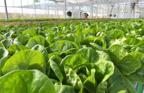 蔬菜獲海關授予「供港澳蔬菜生產基地」質量。