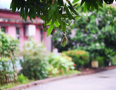 熱帶果樹隨處可見。