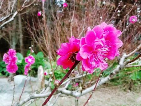 春節將至，桃花開得特別旺盛。