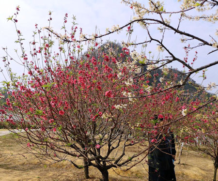 島上種植了降桃、寸桃、碧桃、白桃四個品種。