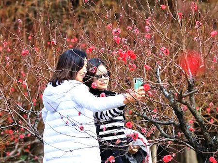 美麗的桃花吸引女士一起爭妍鬥麗。