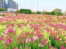 北滘躚陌花田春天萬花盛開，色彩斑斕。