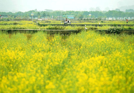 幾百畝的金黃色油菜花海令增城的春天生色不少。