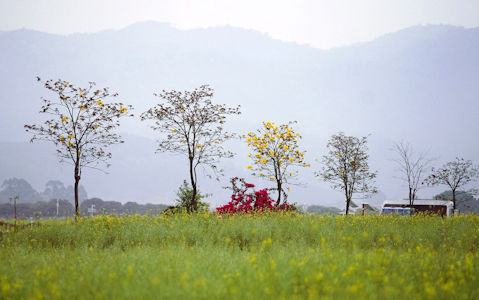 春暖花開，花田旁的簕杜鵑已盛放，黃金風鈴木的花朵也蠢蠢欲動。