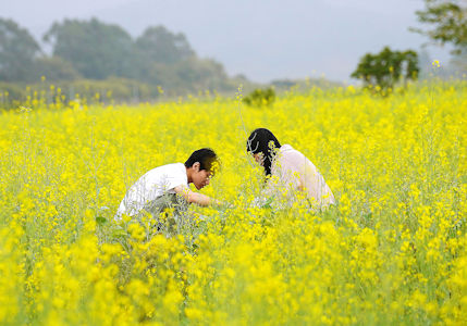 來自大江南北的賞花遊客。