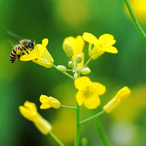 蜜蜂正努力地採花蜜。
