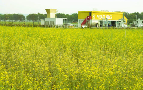 朱村絲苗米基地會根據耕種時間，將部分稻田改種為油菜花。