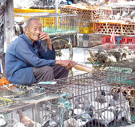 三洲墟以農業、養殖為主