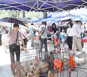 墟期人客來自四方八面