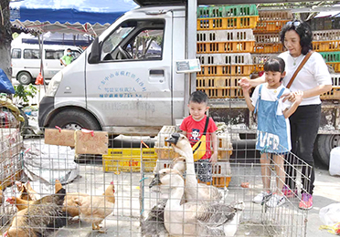 鵝也是市場主銷產品