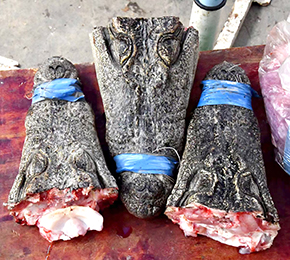 鰐魚頭也有買家