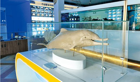 萬山海洋生物科普館內的中華白海豚標本。