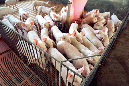 豬舍採用全封閉管理，空氣進入要經過三層過濾，排廢氣也要經過三層過濾。