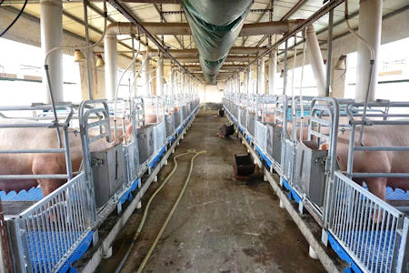 每一層豬舍的投料、糞污收集和地面清洗都實現自動化。