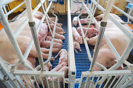 每一層豬舍可以養殖1500-1700頭生豬。