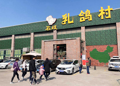 乳鴿村由一個大型廠房改造而成，面積很大。