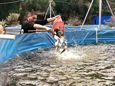 高密度、高圍池內循環養殖低碳環保，成本低效益高，已得到業內高度認可。