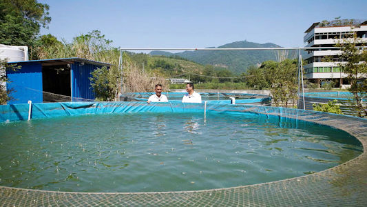 用鐵皮製成的高密度、高圍魚池深1.5米，直徑六米。