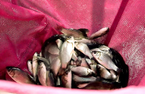 集中圈養的魚由於在水中不斷運動，線條美，品質好，價錢更高。