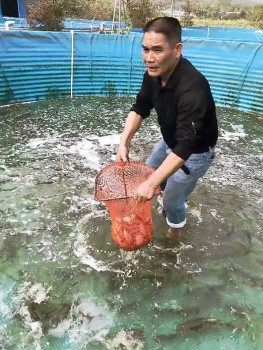 伍恆指出，魚池養魚生長週期短，養殖鯽魚從魚苗到商品魚只需要約10個月。