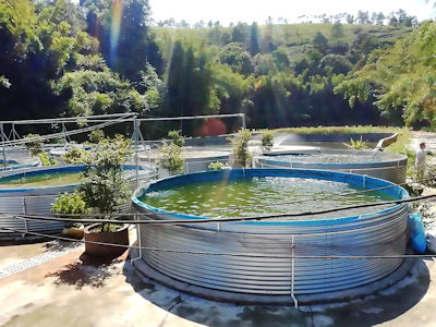 魚池生產出來的廢水可以種植其他農作物，十分環保。