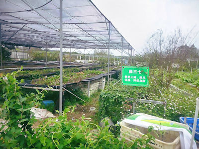 養魚過程中產生的殘餘飼料、魚糞會排到旁邊種植的南藥上，而南藥就製成飼料餵給養魚。